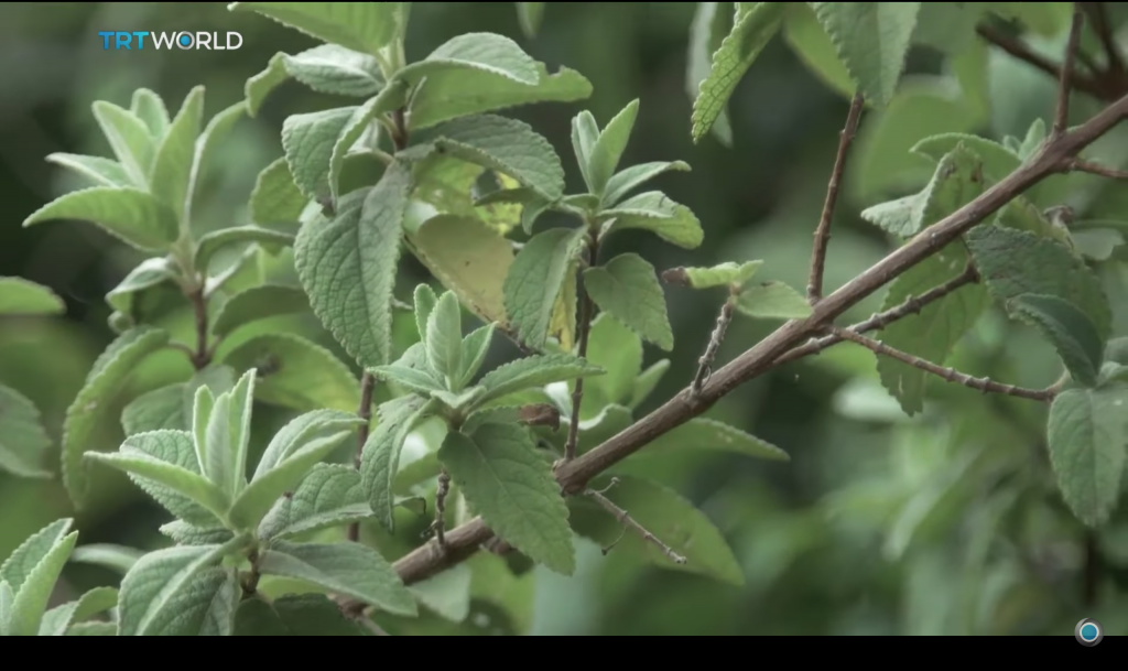 Mexico is renowned for the vast variety of indigenous medicinal plants